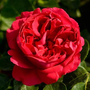 Heirloom Roses Red Eden Rose Plant – Rosa trepadora viva, rosas trepadoras para plantar al aire libre Heirloom Roses Red Eden Rose Plant – Rosa trepadora viva, rosas trepadoras para plantar al aire libre