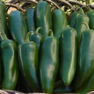 Mammoth F1 Hybrid Jalapeño – Semillas de pimiento picante – 4  pulgadas de largo por 1  pulgadas de ancho (25 – semillas) Mammoth F1 Hybrid Jalapeño – Semillas de pimiento picante – 4  pulgadas de largo por 1  pulgadas de ancho (25 – semillas)