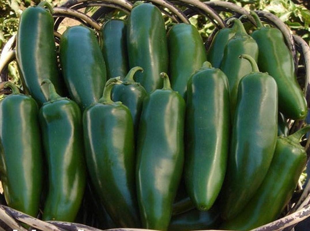 Mammoth F1 Hybrid Jalapeño – Semillas de pimiento picante – 4  pulgadas de largo por 1  pulgadas de ancho (25 – semillas)