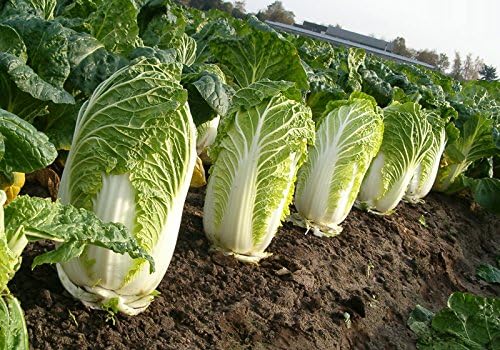 Semillas Verduras Pekín Col China Michelle Green – 100 Semillas