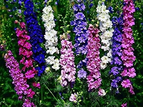Semillas Rocket Larkspur Delphinium Giant High Tall Mix Anual Flores cortadas al aire libre para plantar sin OMG