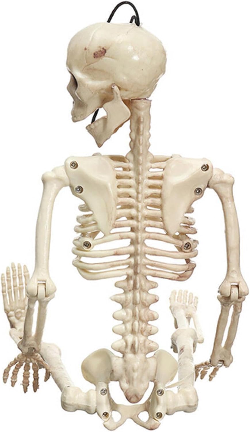 Esqueletos humanos de tamaño real para Halloween, esqueletos para adultos, huesos humanos de plástico con articulaciones móviles (blanco)
