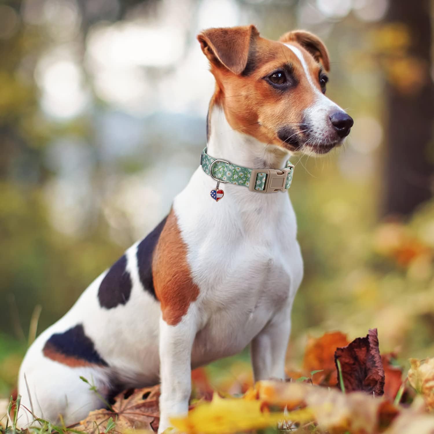 Collar ajustable para perro con patrones, hebilla de liberación rápida, diseño especial lindo collar para mascotas para perros pequeños, medianos y