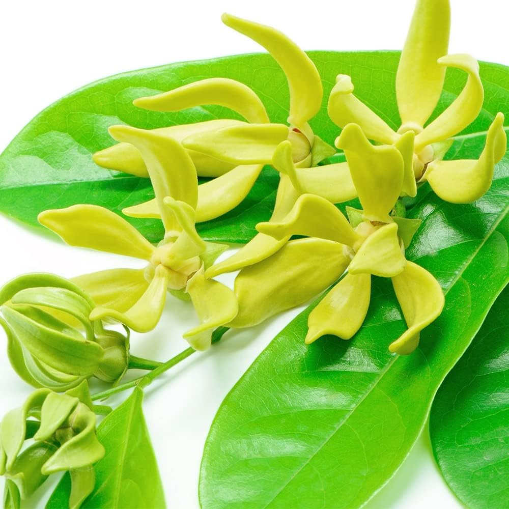 QAUZUY GARDEN 3 semillas de Ylang Ylang (Cananga odorata) Semillas de Perfume Árbol “Reina de los Perfumes” – Acento muy fragante y florece durante