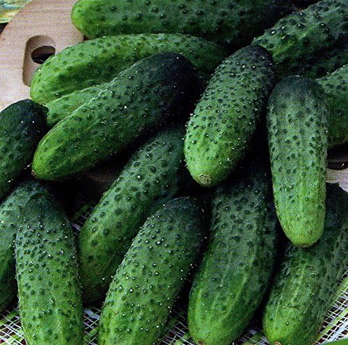 Herencia de Titus de pepino vegetal para decapado 45 días – 20 semillas