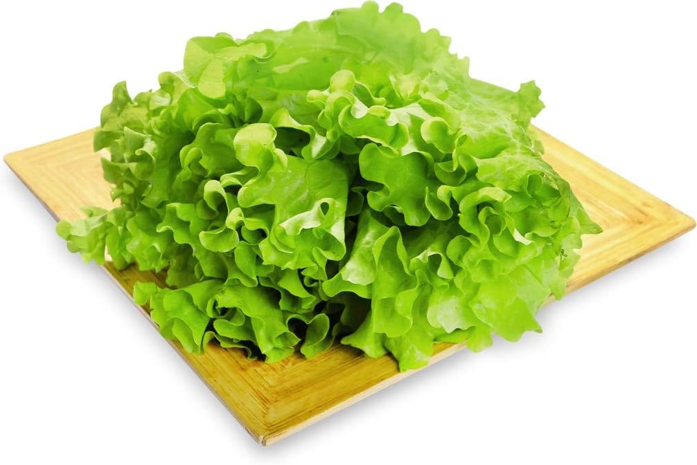 Lechuga de hoja rizada más de 1000 semillas para plantar sin OMG