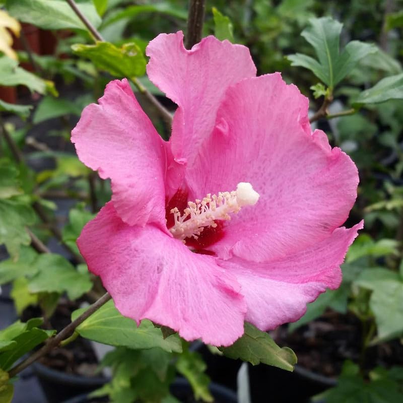 1 rosa rosa de Sharon plantas vivas para plantar, plantas de flores de hibisco Althea, plantas de hibisco siriaco viven en un recipiente de cuarto