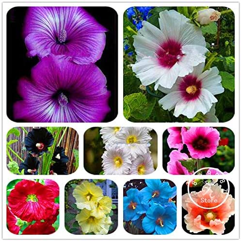 100 piezas frescas semillas de flores de Hollyhock para plantar amarillo claro