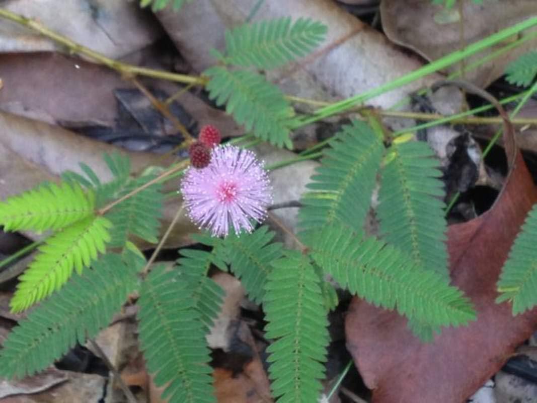 1-1000 piezas de semillas de árbol de Shameplant sensible durmiendo planta tímida humilde Mimosa Pudica púrpura 0149 (5+ semillas)