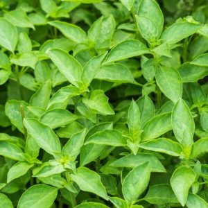 Albahaca, hoja grande italiana, reliquia, 100 semillas, gran hierba frescaseca Albahaca, hoja grande italiana, reliquia, 100 semillas, gran hierba frescaseca