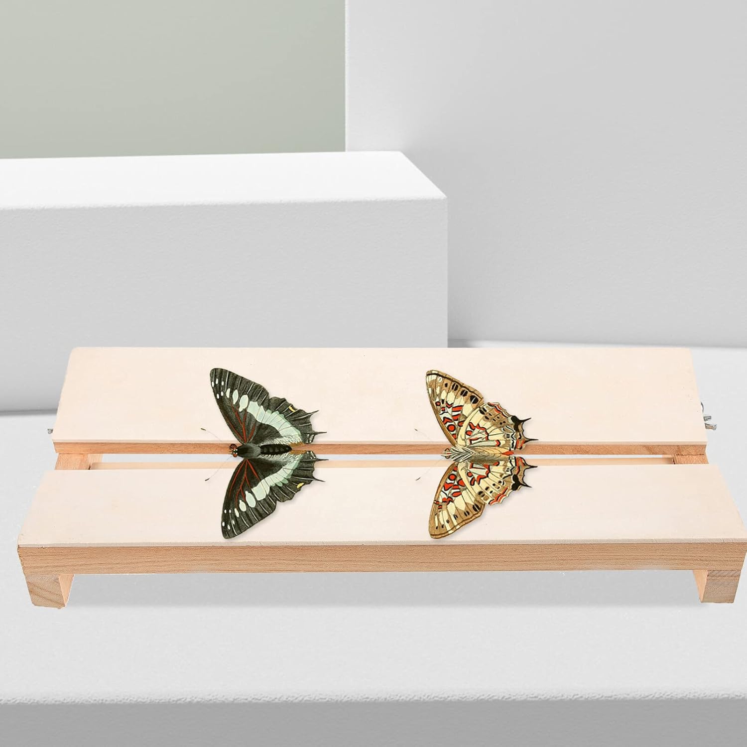 Tablero de difusión de montaje de mariposa Tablero de visualización Tablero de fijación de espécimen Tabla de difusión para educación científica