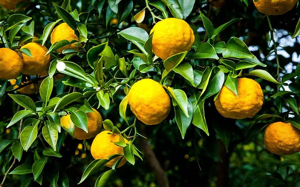 Mezcla de tierra de árbol de cítricos de Gardenera, la mezcla perfecta de fórmula de drenaje rápido, nutrientes esenciales para árboles de cítricos