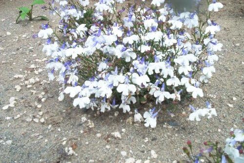 200 semillas de flores Blue Splash Lobelia Regatta Erinus