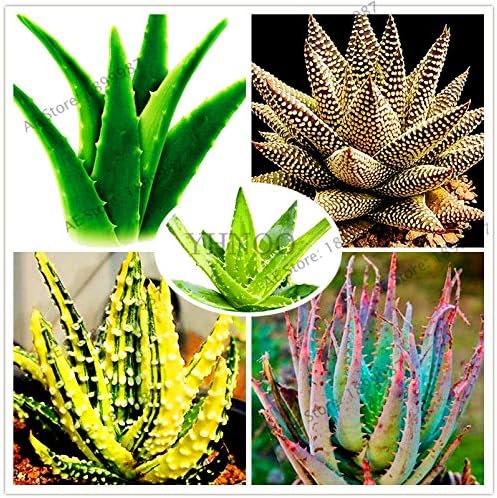 Semillas comestibles frescas de la planta del aloe vera 100pcs para plantar colores mezclados