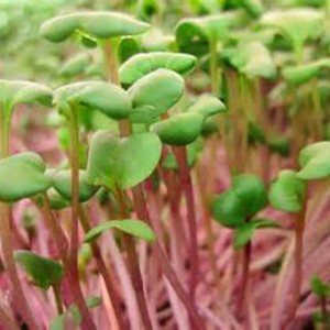 Rábano, Microverde, brotando, 6 onzas, sin OMG – Country Creek LLC Brand – Alta germinación de brotes – Semillas comestibles, jardinerÃa, Rábano, Microverde, brotando, 6 onzas, sin OMG – Country Creek LLC Brand – Alta germinación de brotes – Semillas comestibles, jardinerÃa,