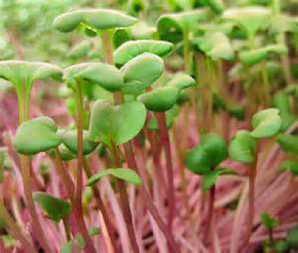 Rábano, Microverde, brotando, 6 onzas, sin OMG – Country Creek LLC Brand – Alta germinación de brotes – Semillas comestibles, jardinería,