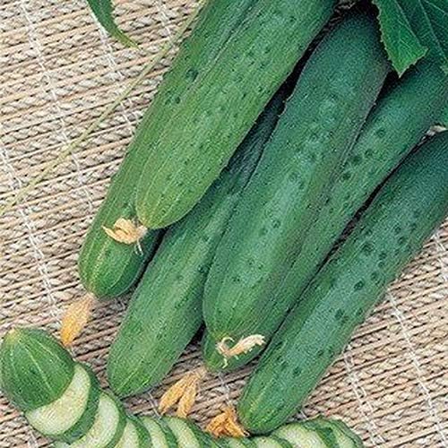 Pepino vegetal April F1 autopolinizado 45 días reliquia para decapado – 10 semillas