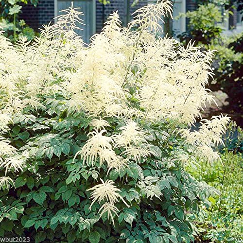 300 semillas de aruncus – Dioicus (Aethusifolius) barba de cabra, las mejores plantas perennes para sombra