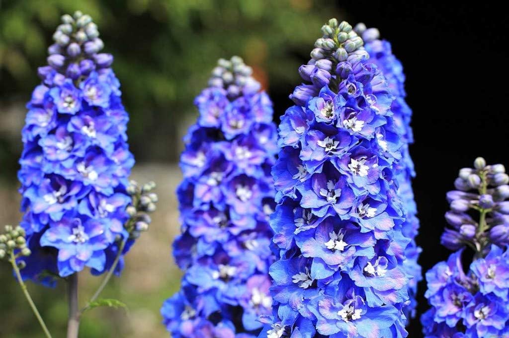 Sky Blue Delphinium Tall Seeds Aproximadamente 30 Semillas 6Lx3W