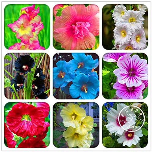 100 piezas frescas semillas de flores de Hollyhock para plantar amarillo claro