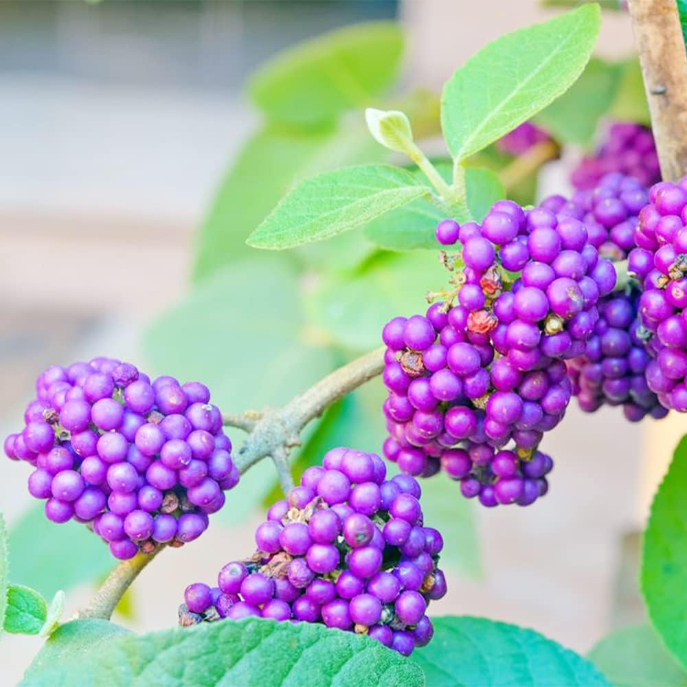 QAUZUY GARDEN 50 semillas de bayas de belleza americanas (Callicarpa Americana)  Arbusto de morera francesa nativa Beautyberry  Llamativa planta de