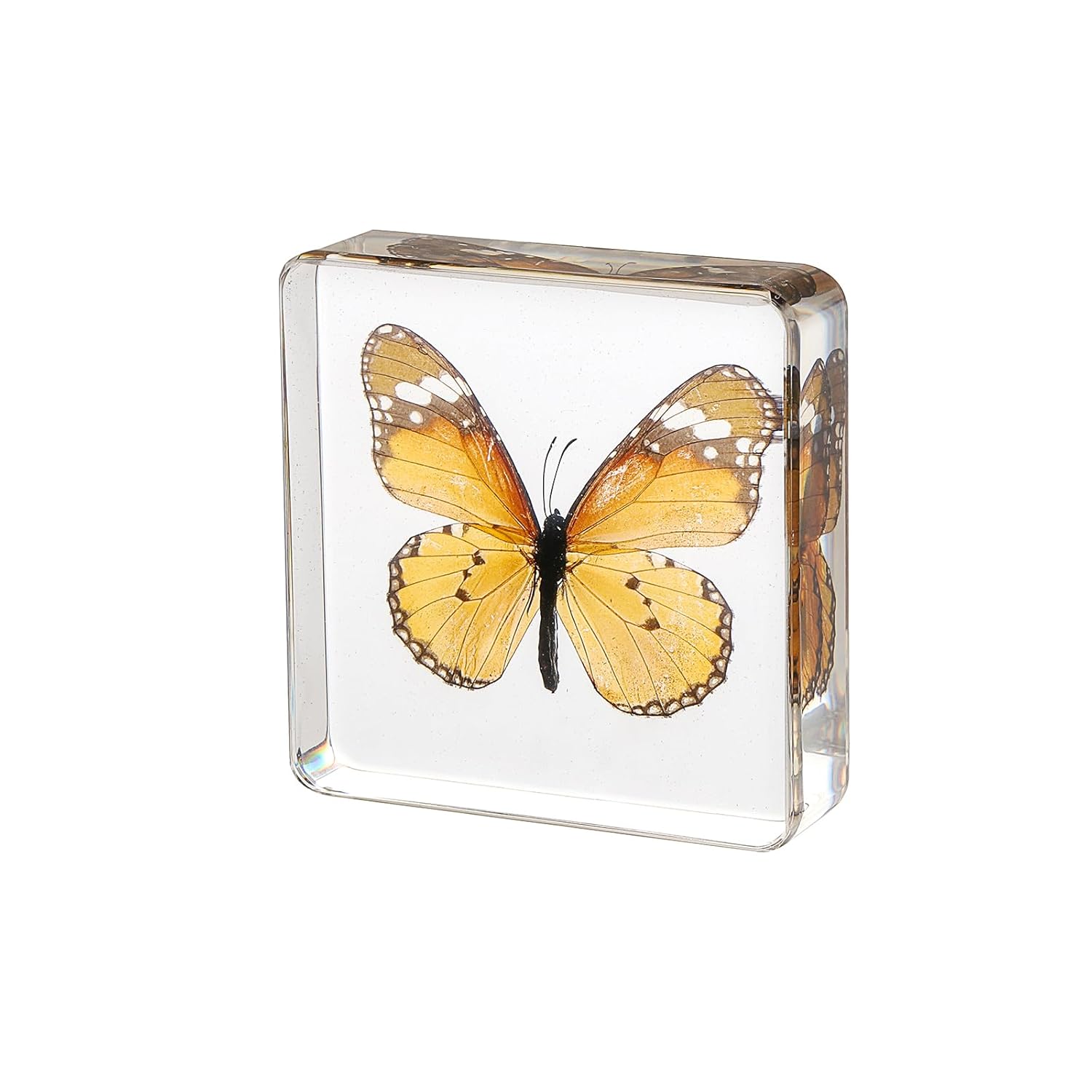 Espécimen de mariposa real recubierto de resina, hermosa taxidermia de mariposa para exhibición y pisapapeles (Danaus Chrysippus 3 x 3 x 0.6