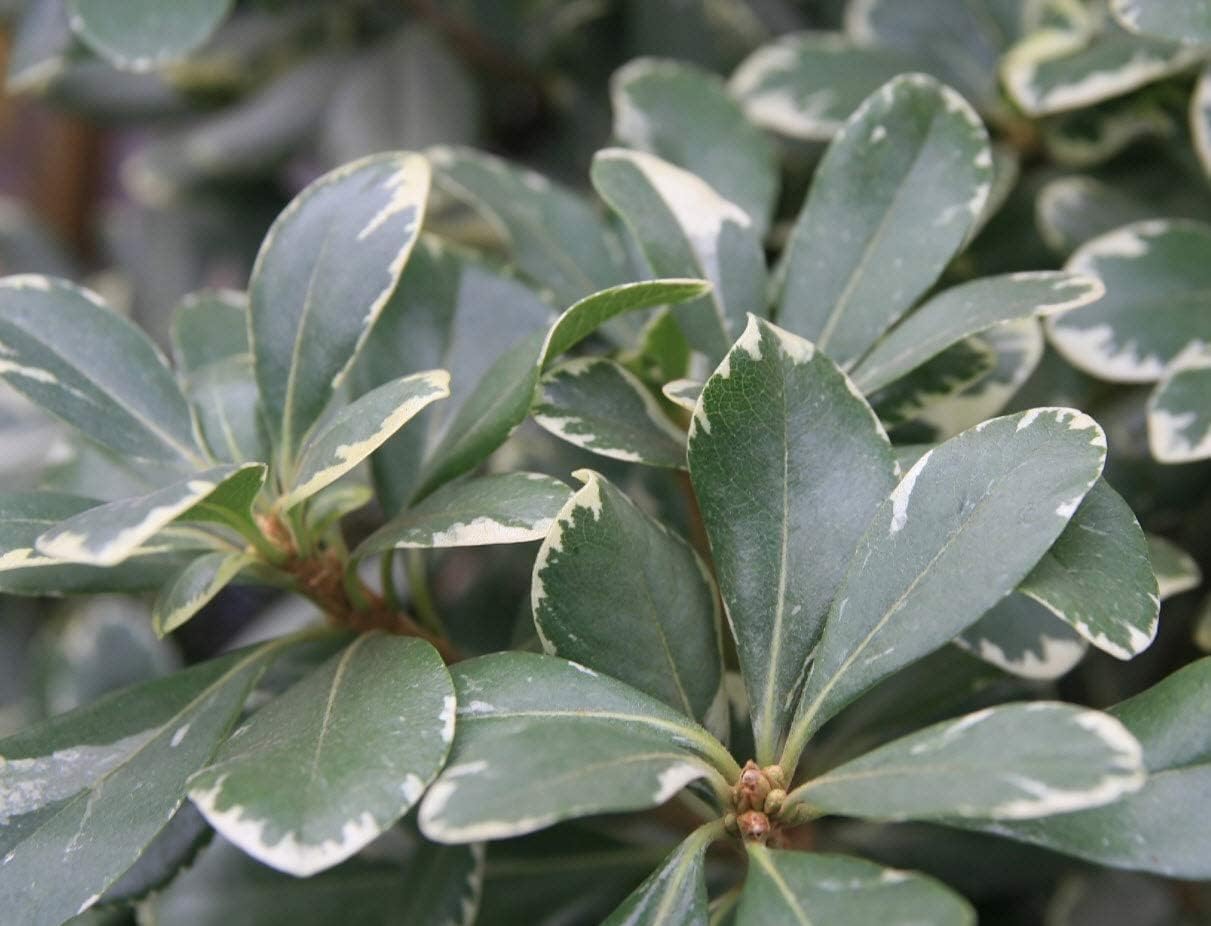 Pittosporum abigarrado  20 plantas vivas  Pittosporum Tobria Variegatum  Arbusto de seto con acento de borde de hoja perenne