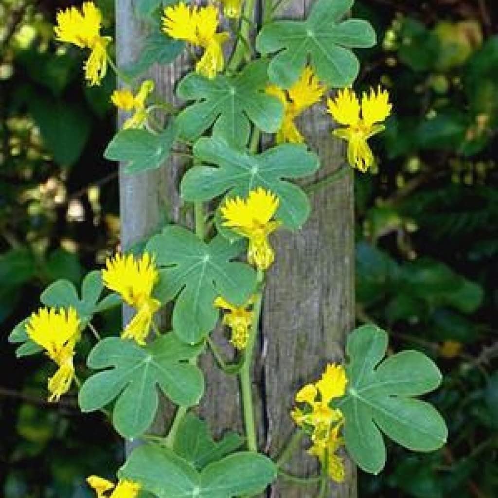 Semillas Canarias Creeper Mix Canarybird Capuchina Berro Indio Flores Anuales