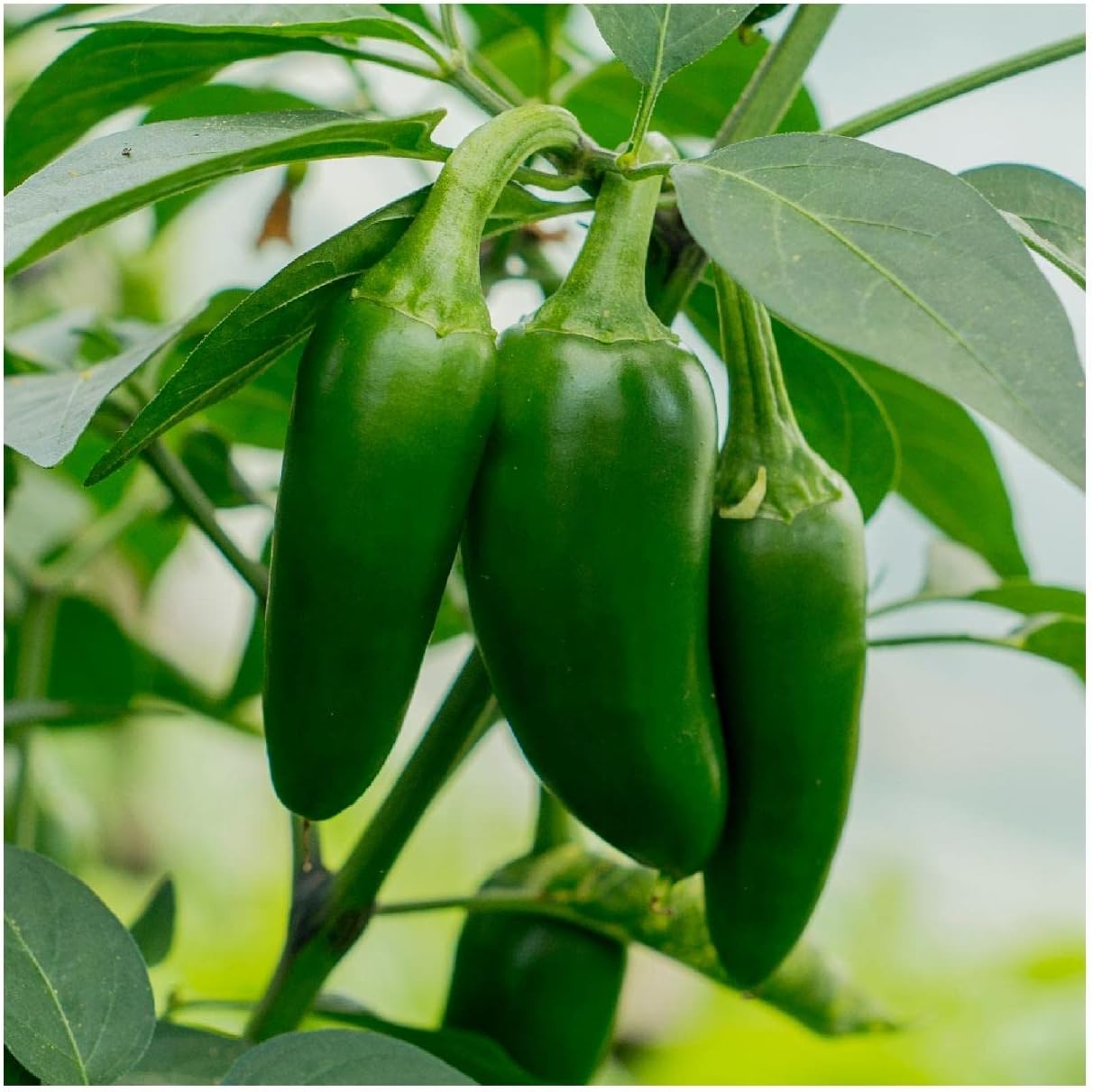 Everwilde Farms – 25 semillas de pimiento picante de jalapeño orgánico – Paquete Gold Vault