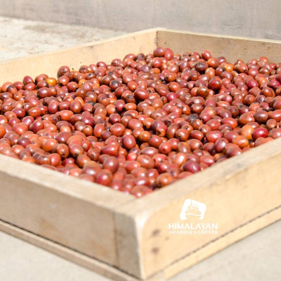 Auténtico pepinillo de pimienta nepalí nepalí Timur Ko Chhop Szechuan mezclado de especias y polvo rojo frío que da un sabor natural típico nepalí