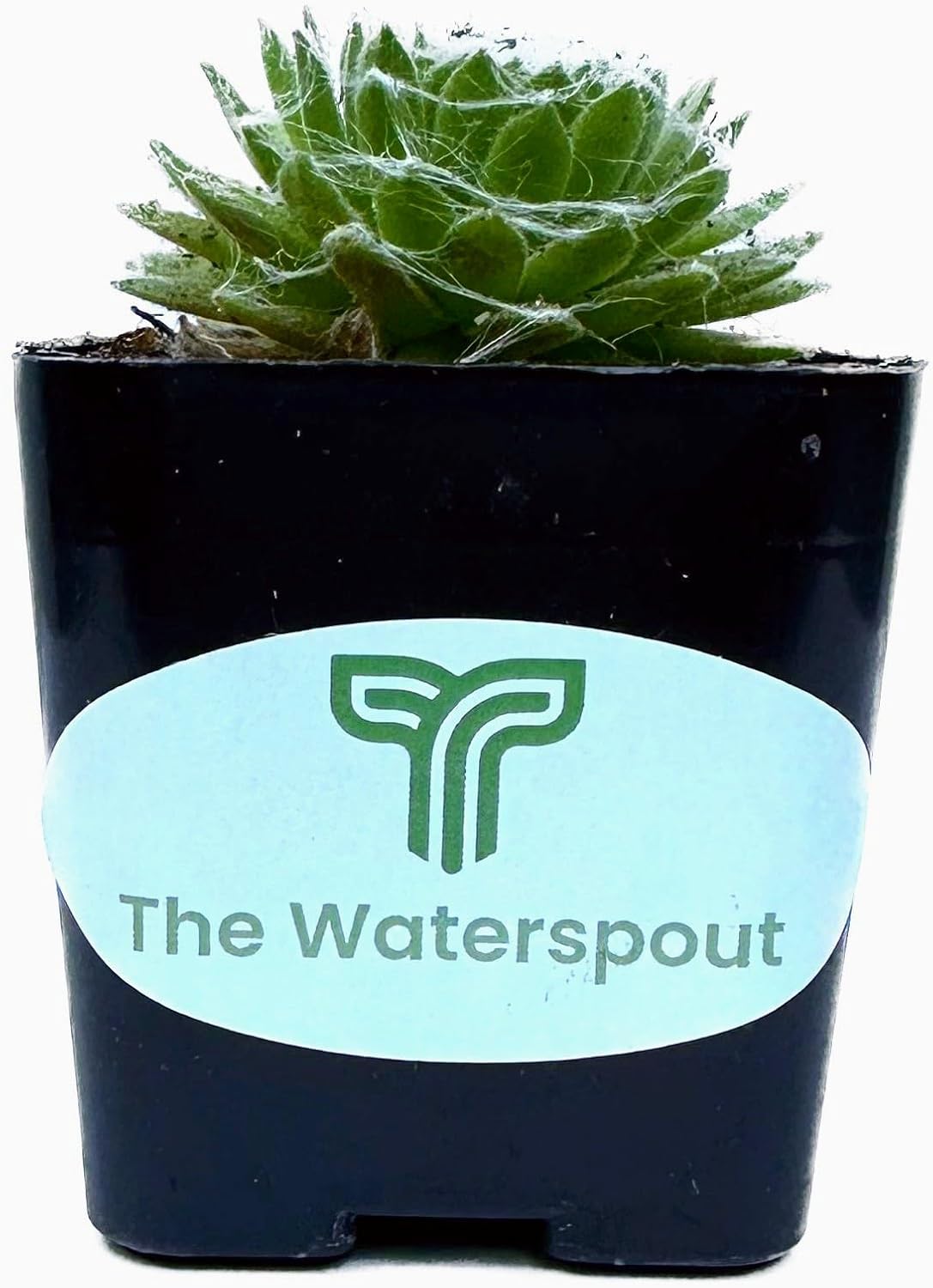 The Waterspout Colecciones de cactus suculentas de 2 pulgadas (gallinas y pollitos Serpervivum)