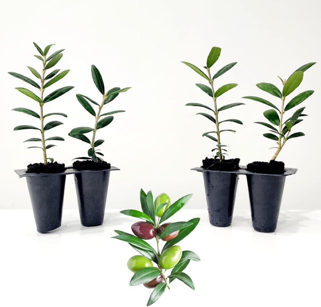 Juego de 4 plantas vivas de olivo “Arbequina”.