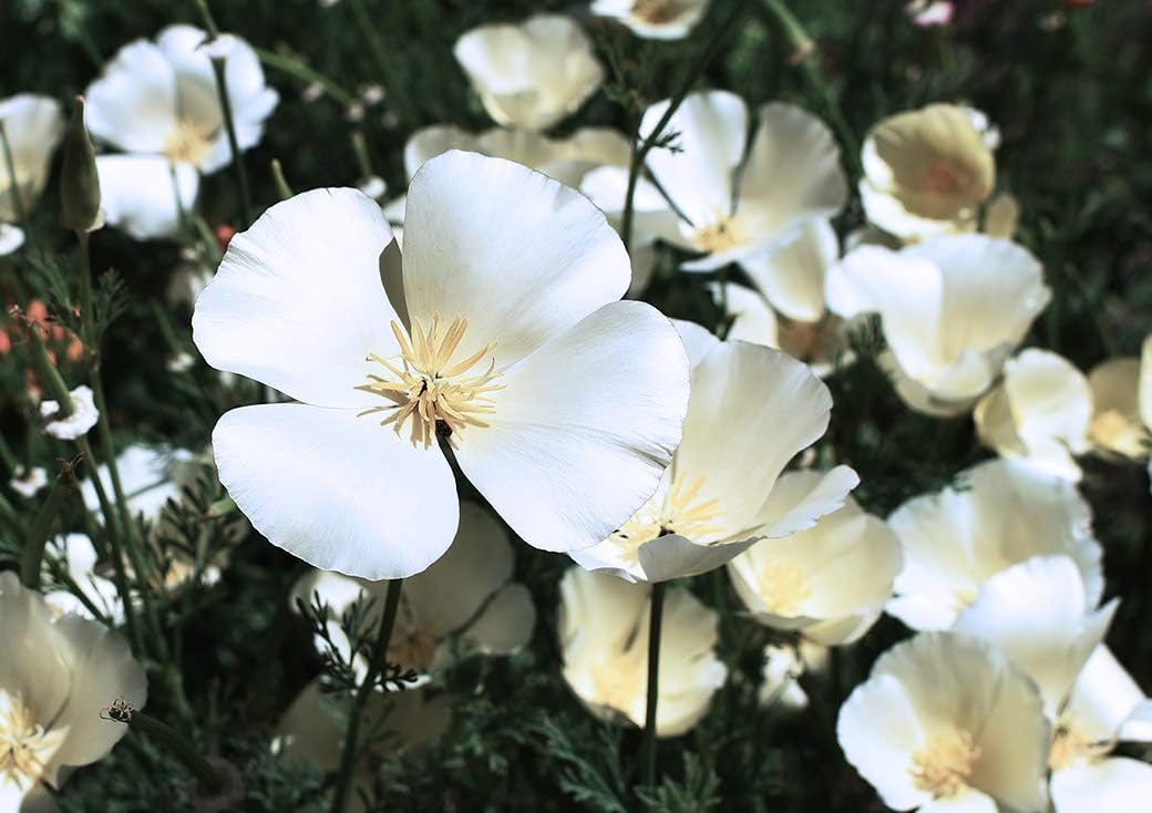 Semillas blancas de amapola de California para plantar “Ivory Castle”, más de 1000 semillas por paquete, semillas de jardín de Isla (semillas de