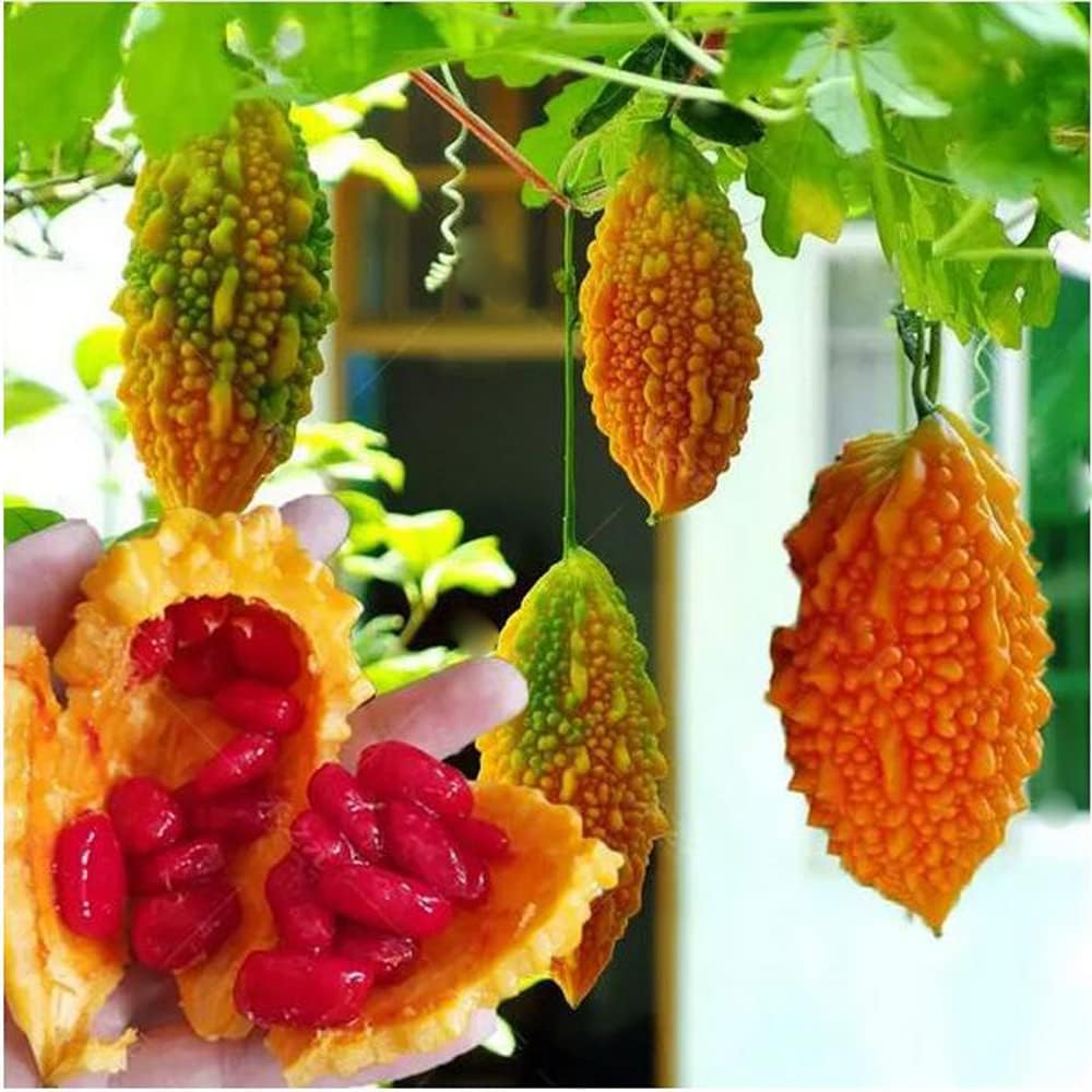 10 semillas Momordica Charantia de melón amargo vid fruta