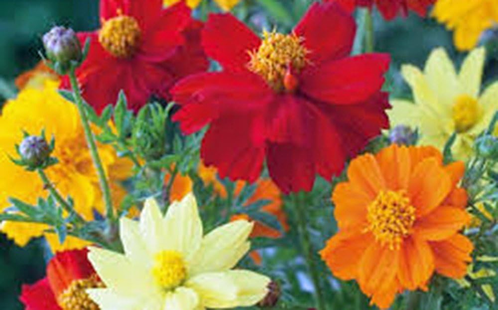 Bright Lights Cosmos – Más de 100 semillas recién cosechadas, hermosa flor brillante