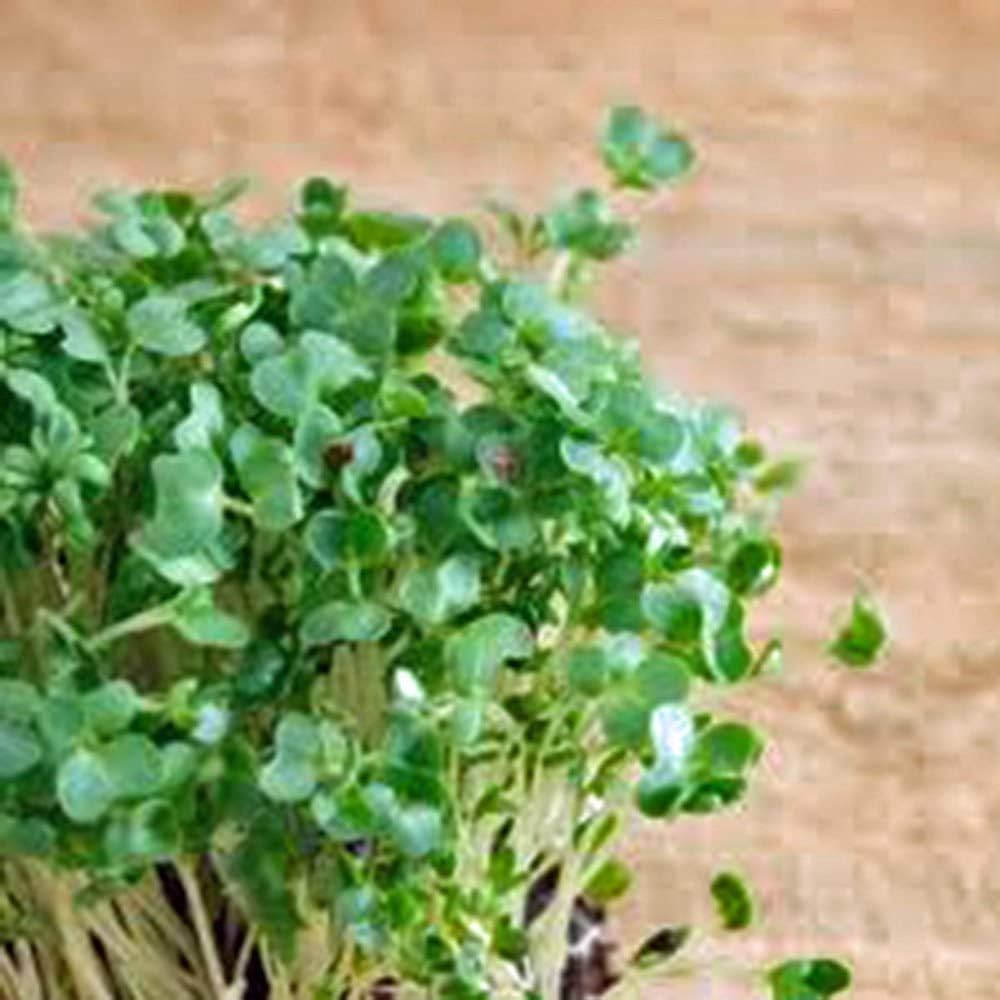 Semilla de berro rizado, brotes, reliquia, 200 semillas, hoja ancha, micro verdes