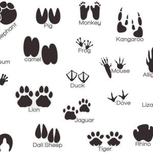 Calcomanías de pared de pistas de animales (20 unidades), calcomanías de pared de animales con pistas de animales, calcomanías de pared para sala de Calcomanías de pared de pistas de animales (20 unidades), calcomanías de pared de animales con pistas de animales, calcomanías de pared para sala de