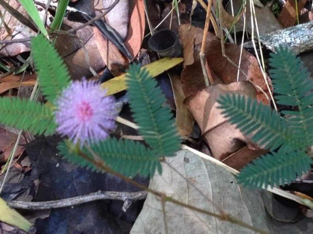 1-1000 piezas de semillas de árbol de Shameplant sensible durmiendo planta tímida humilde Mimosa Pudica púrpura 0149 (5+ semillas)