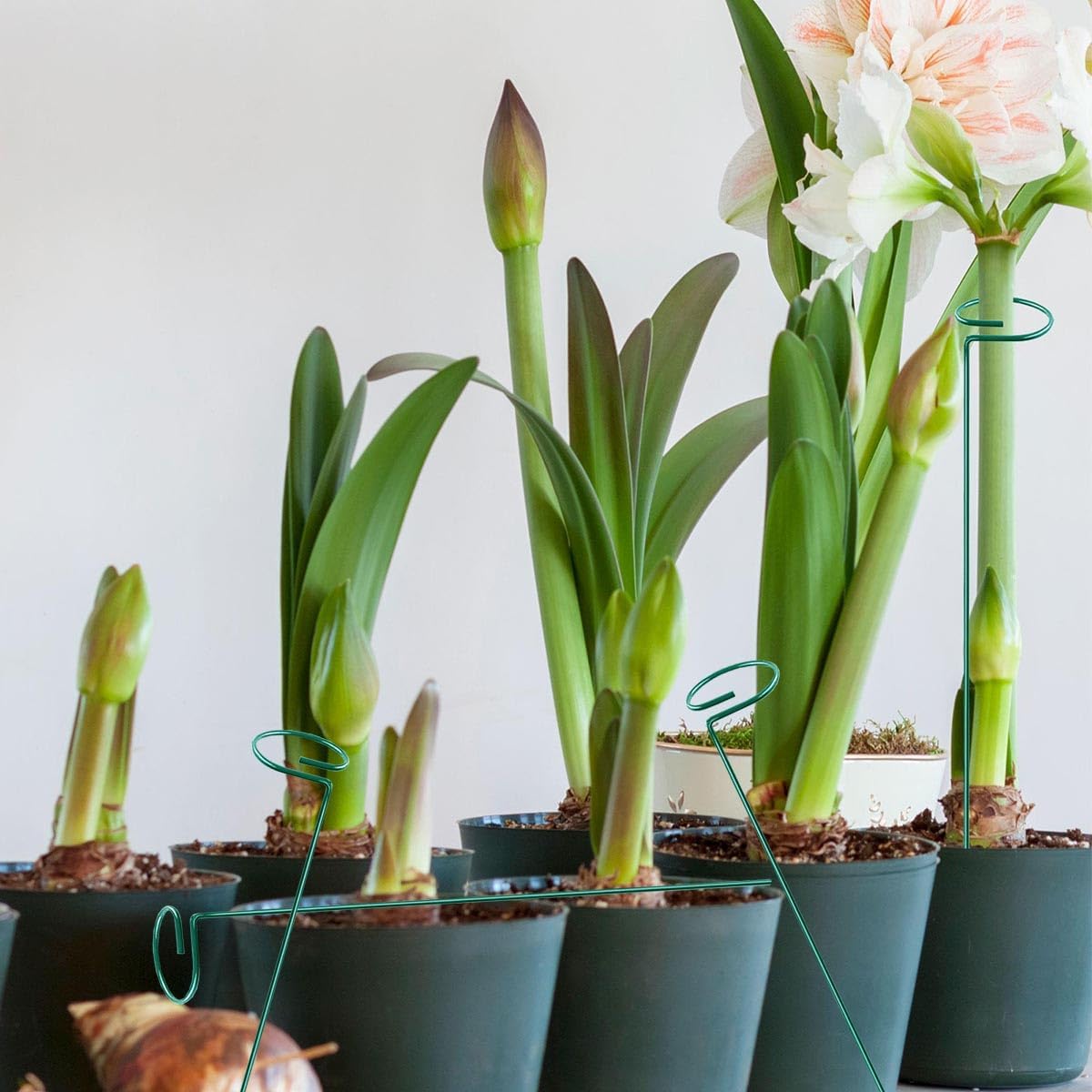 MTB Green – Juego de 20 estacas de soporte para plantas de un solo tallo de 18 pulgadas, paquete de 20 estacas de soporte para plantas, aros de