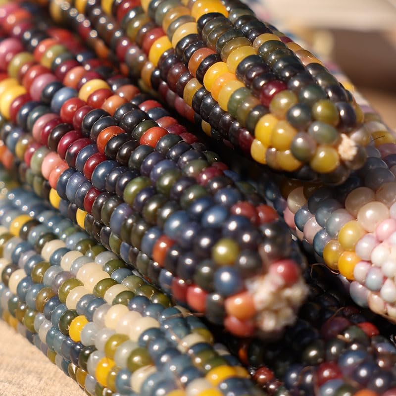 Semillas de Maíz Ornamentales – Gema de Vidrio Orgánica – 10,000 Semillas