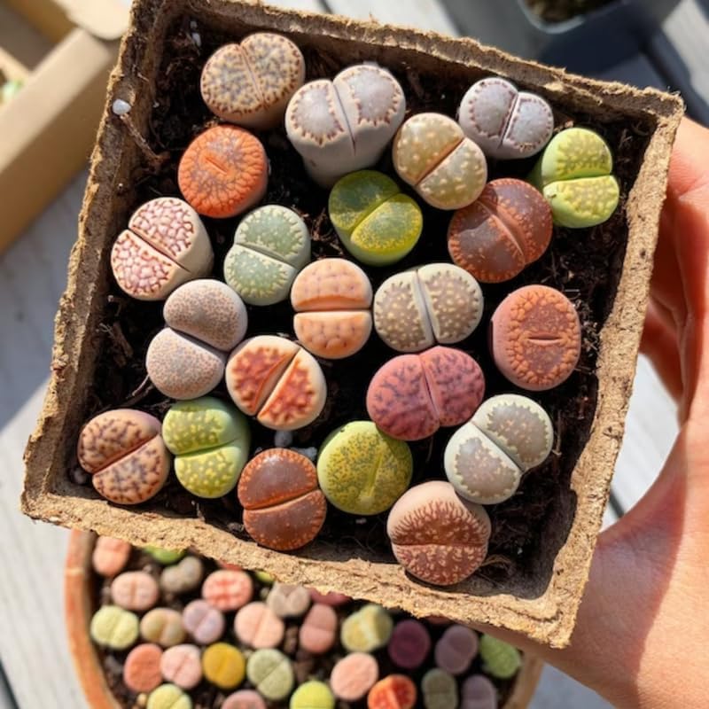 Lithops – Mezcla de plantas vivas Lithop, plantas suculentas a granel, 25 piezas de piedra viva de roca suculentas, plantas vivas de gran tamaño