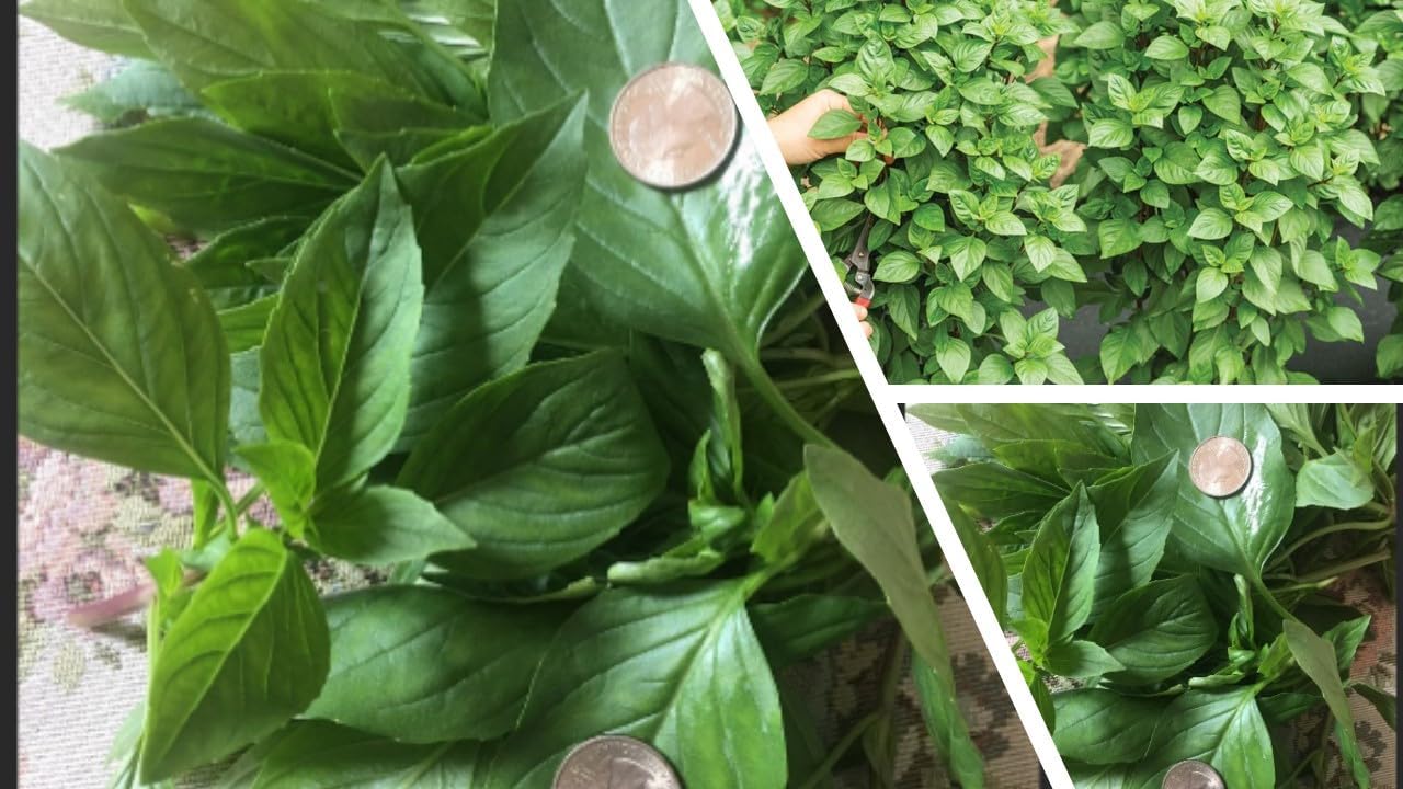 Juego de 2 albahaca tailandesa especial más de 20 torres tailandesas especiales de albahaca dulce Everleaf Thai Towers abundantes hojas con sabor a