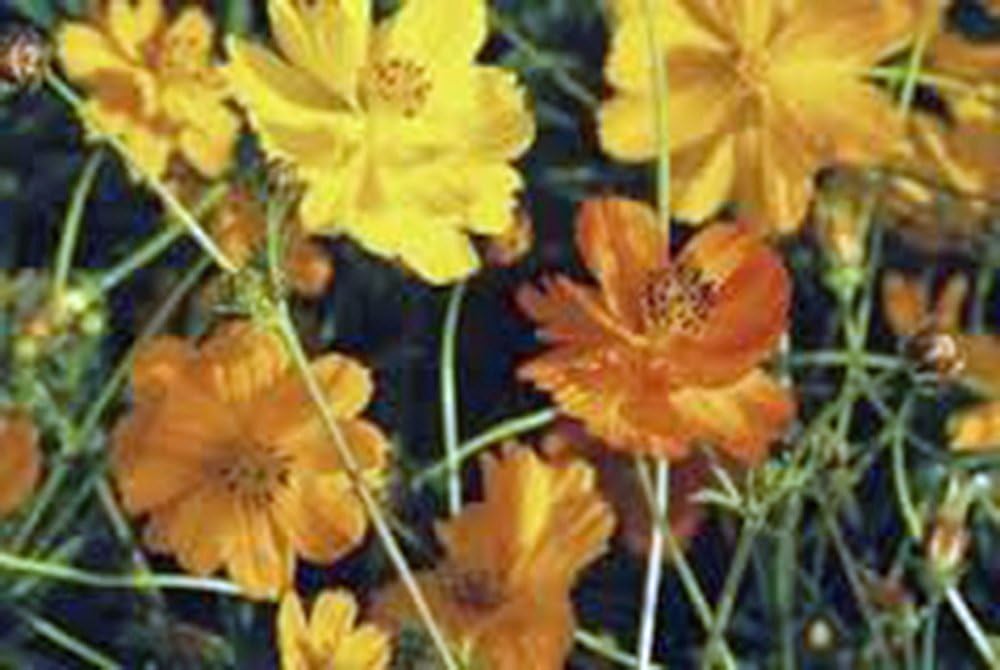Bright Lights Cosmos – Más de 100 semillas recién cosechadas, hermosa flor brillante
