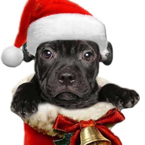 Adorno de Navidad 2023, 1 unidad, bota de Papá Noel, adorno acrílico para perro, calcetín para perros, decoración de animales, guirnalda de bastón Adorno de Navidad 2023, 1 unidad, bota de Papá Noel, adorno acrílico para perro, calcetín para perros, decoración de animales, guirnalda de bastón