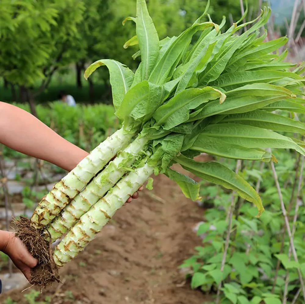 Semillas de lechuga de tallo chino Espárragos apio Semillas de lechuga 200 semillas