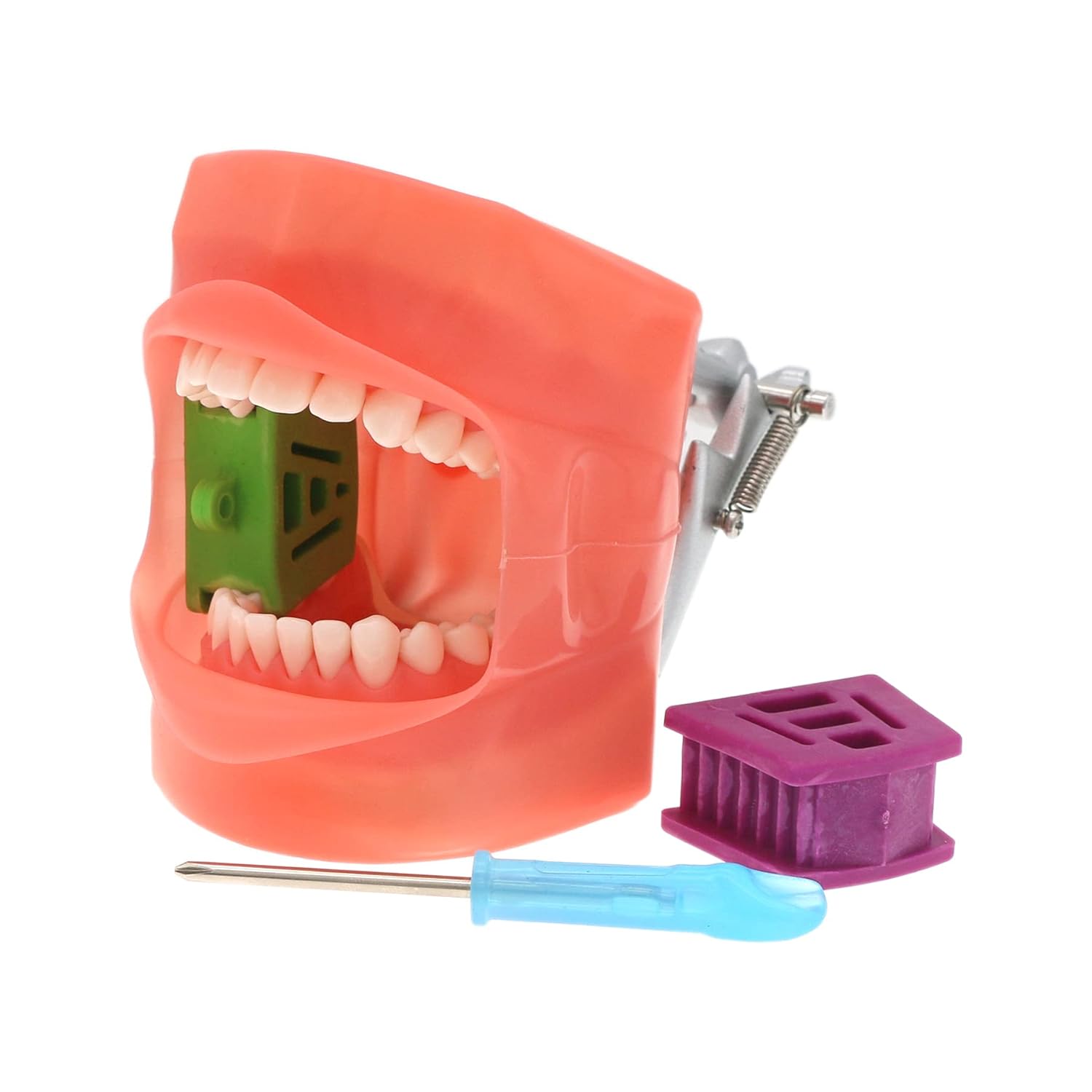 Modelo de práctica de enseñanza dental Modelo de demostración de estudio de enseñanza Dientes extraíbles 28 dientes Dientes dentales Typodont Modelo