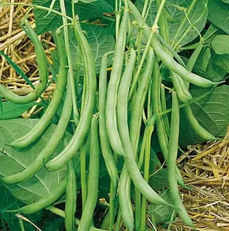 Contender – Semillas de frijol de arbusto para plantar, más de 50 semillas tradicionales por paquete, semillas de jardín de Isla (semillas de jardín