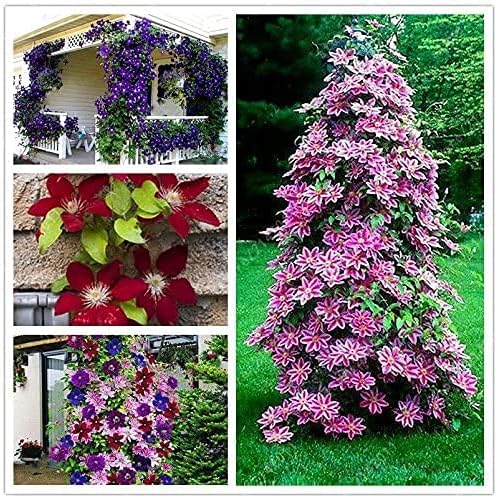 100 piezas de semillas de flores de clemátide de vides perennes trepadoras Clematis semillas de plantas decoración de jardín – (Color PeachPuff)