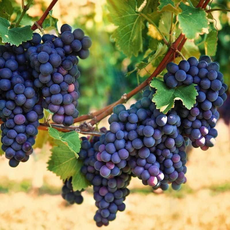 Vid de uva Concord para plantar 1 año de edad, planta de uva Concord frutas de uva dulces vivas listas para cultivar