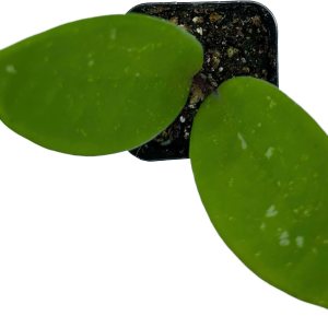 The Waterspout Colecciones de cactus suculentas de 2 pulgadas (Hoya Carnosa ‘Flor de porcelana’) The Waterspout Colecciones de cactus suculentas de 2 pulgadas (Hoya Carnosa ‘Flor de porcelana’)
